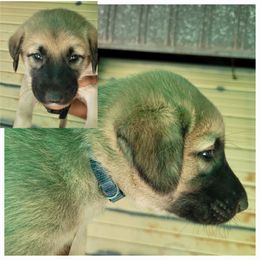 "Male 7" Anatolian Shepherd Dog Puppies from Sanjo Farm
