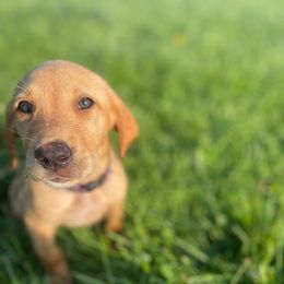 Chewbacca - Yellow male Labrador Retriever puppy in Mineral, Virginia from Canine Assist