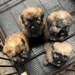 Bouvier des Flandres Puppies from SLR Kennels
