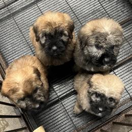 Bouvier des Flandres Puppies from SLR Kennels