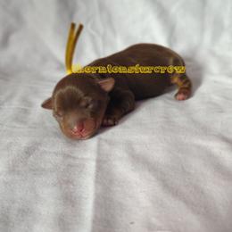 Tai - Chocolate tan and white female Biewer Terrier puppy in Memphis, Tennessee from Thorntons Fur Crew