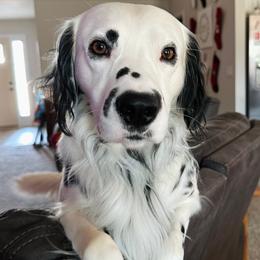 Banner - Dalmatian