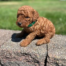 Asher - Red  male Goldendoodle puppy in Germantown, Maryland from Honey Blossom Doodles