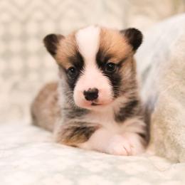 Maple - Sable female Pembroke Welsh Corgi puppy in Plains, Montana from Diamond Corgis