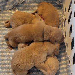 Girl 1 - Golden Retriever puppy from Lenhart Goldens