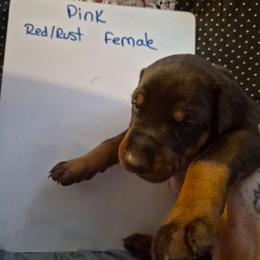 Pink Collar - Red and rust female Doberman Pinscher puppy in Ault, Colorado from Stand Alone European Dobermans
