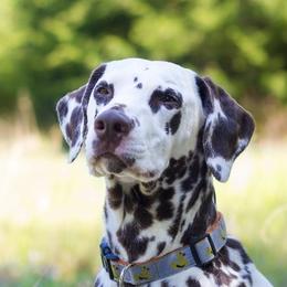 Asher - Dalmatian