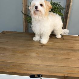 Mr Cashew Bean - Parti male Yorkshire Terrier puppy in Cleveland, Tennessee from Moody’s Morkies and More AND Southern Charm Precious Paws