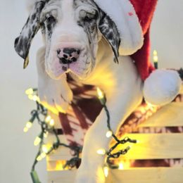 Great Dane Puppies from Bluestone Valley Great Danes