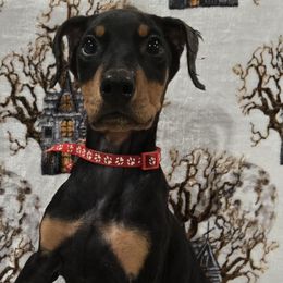 Girl 1 red collar - Black and rust female Doberman Pinscher puppy in Hollyberry, Georgia from Jeti Dobermans