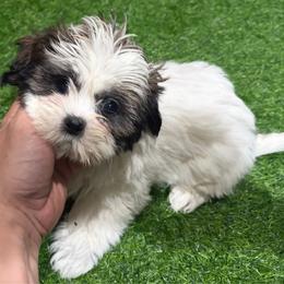 Kala - Black gold and white female Shih Tzu puppy in Bourne, Massachusetts from Shih Tzu Pups