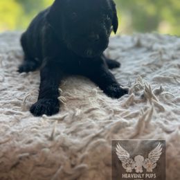 Muffin - Black male Goldendoodle puppy in Duluth, Minnesota from heavenly Pups kennel