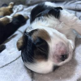 Samantha - Black and white female Shih Tzu puppy in Sacramento, California from NANA’S  QUALITY SHIH TZU'S