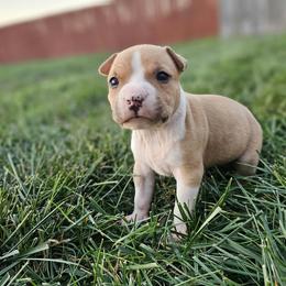 Boy 1 - Red male American Staffordshire Terrier puppy in Springfield, Illinois from Prairieland Kennels