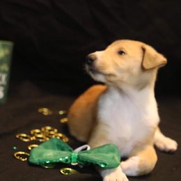 Collie Puppies from DuLac Collies