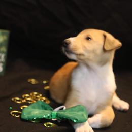 Collie Puppies from DuLac Collies
