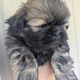 Sable boy 1 - Sable male Shih Tzu puppy in Amherst, Maine from McKayla Hairston