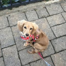 Odis - Dachshund