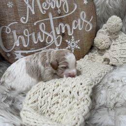Prancer - Parti male Goldendoodle puppy in Stratford, New Jersey from Meadow Lark Doodles