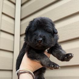 Blue - Black and red male German Shepherd puppy in Tennessee from Chattanooga Tn German Shepherds