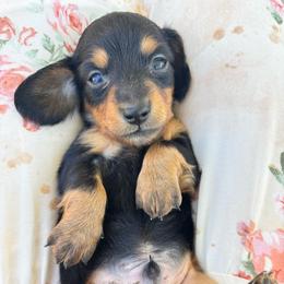 Asher - Black and cream male Dachshund puppy in Las Vegas, Nevada from WienerDoxieQuad
