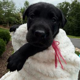 Dark Pink Collar Black Female - Black male Labrador Retriever puppy in Gainesville, Georgia from Rucker Retrievers