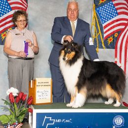 Erin - Collie