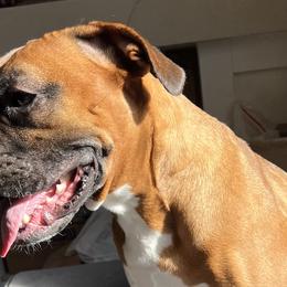 Boxers from Brown Cove boxers