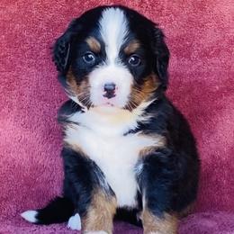 Yellow Collar Girl - Black rust and white female Bernese Mountain Dog puppy in Bristol, Tennessee from Holston Hollow Farm