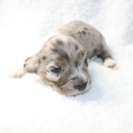 Nutmeg - 2600 - Dapple female Dachshund puppy in Sonora, Kentucky from Maple Hill Miniature Dachshunds