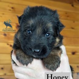 Honey - Black and red female German Shepherd puppy in Garland, Maine from Vom Schön Traumhund