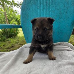 Frederick - Sable male German Shepherd puppy in Cave City, Arkansas from Bayou Valley Shepherds and American Hunt Terriers