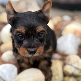 Yorkie Boy1 - Black and tan male Yorkshire Terrier puppy in Summerville, South Carolina from Our Yorkie and Morkie Puppies of Summerville, South Carolina.
