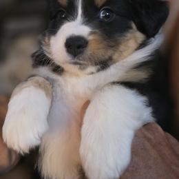 Miniature American Shepherd Puppies from All About Me Miniature American Shepherds