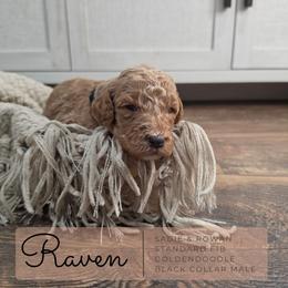 Black Collar - Raven - Cream male Goldendoodle puppy in West Chester, Ohio from Doodles of West Chester