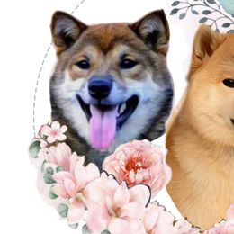Finnish Lapphunds and Shiba Inu from Timberwood Paws