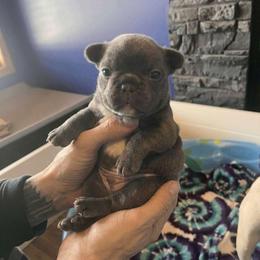 Maverick - Brindle male French Bulldog puppy in North Branch, Minnesota from Halverson Bulldogges