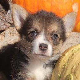 Crayola bandana boy - Black and tan male Pembroke Welsh Corgi puppy in Cherokee, Oklahoma from MCS Farms-OK