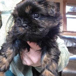 Jack - Black male Shih Tzu puppy in Carrollton, Ohio from Becker Hollow