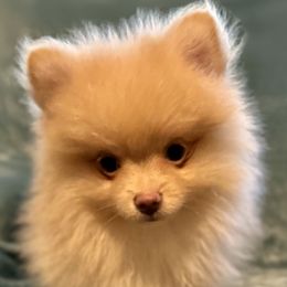 Boy 1 - Lavender Pomeranian puppy in Decatur, Georgia from Pomma Momma Pomeranians