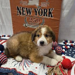 Hudson - Sable and white male English Shepherd puppy in Ozark, Missouri from Town & Country English Shepherds