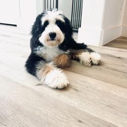 Mailee - Bernedoodle