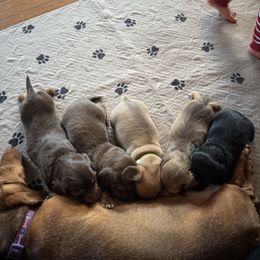 Dachshund Puppies from Spunky Sausage Pups
