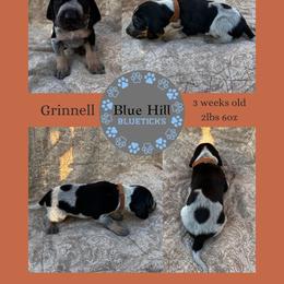 Grinnell - Blue ticked and tan male Bluetick Coonhound puppy in Richfield Springs, New York from Blue Hill Blueticks