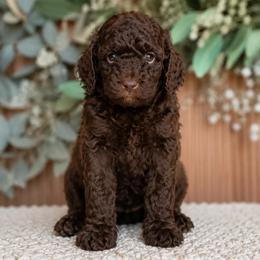 Lottie - Brown female Poodle puppy in Gilbert, Arizona from Tailored Poodles