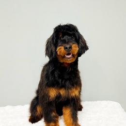 Cosmo - Goldendoodle