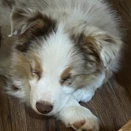 Aussiedoodles, Australian Shepherds, Old English Sheepdogs, and Sheepadoodles from Star Garnet Pups