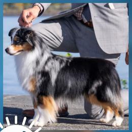 Scout - Miniature American Shepherd