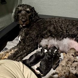 Bernedoodle puppies from Dandy Doodle Ranch