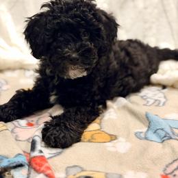 Johnny - Black and white male Aussiedoodle puppy in North Olmsted, Ohio from Iron Doodles
